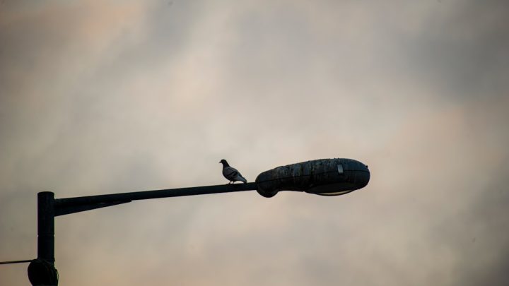 Luminária de pássaro dinâmica para tetos altos