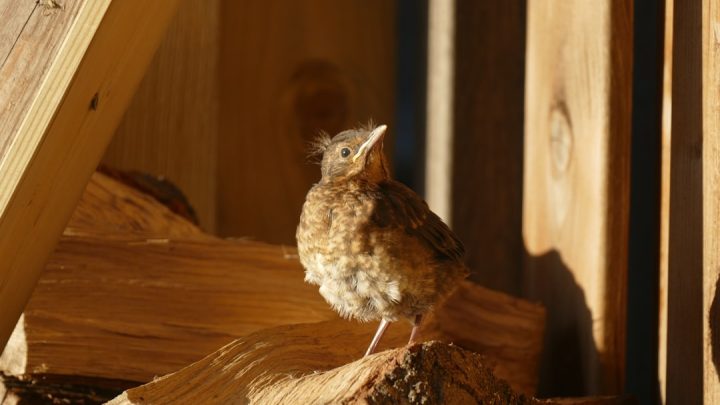 Luz suave criativa para o quarto do bebé à noite
